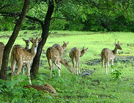 Barnawapara Sanctuary